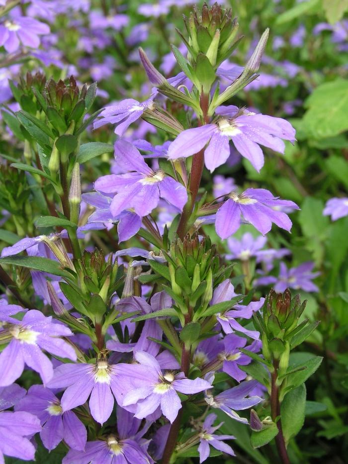 Scaevola, Assorted - View 22 from www redcrocus com