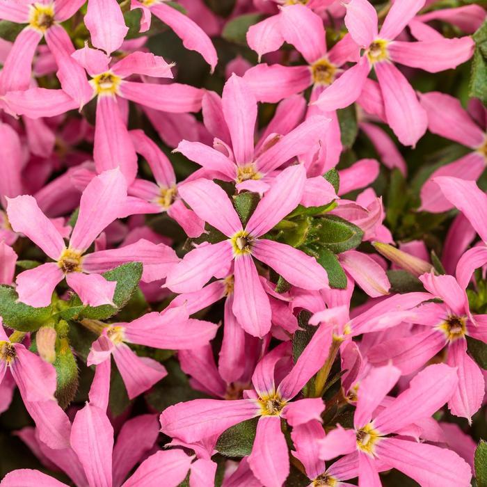 Scaevola, Assorted - View 23 from www redcrocus com