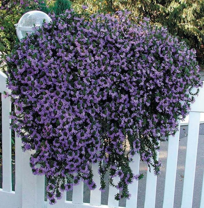 Scaevola, Assorted - View 24 from www redcrocus com