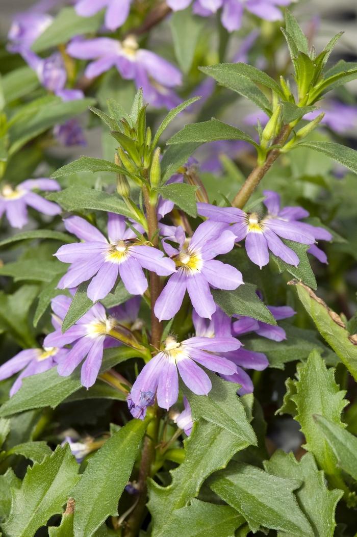 Scaevola, Assorted - View 25 from www redcrocus com