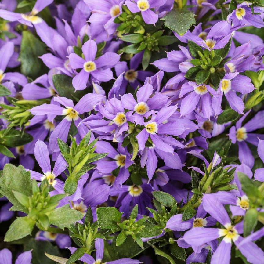 Scaevola, Assorted - View 26 from www redcrocus com