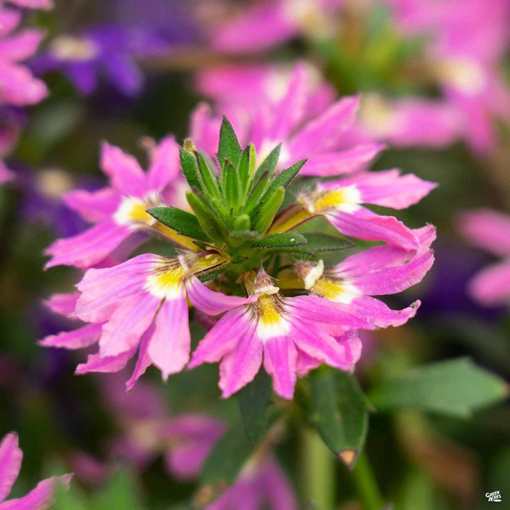 Scaevola, Assorted - View 27 from www redcrocus com