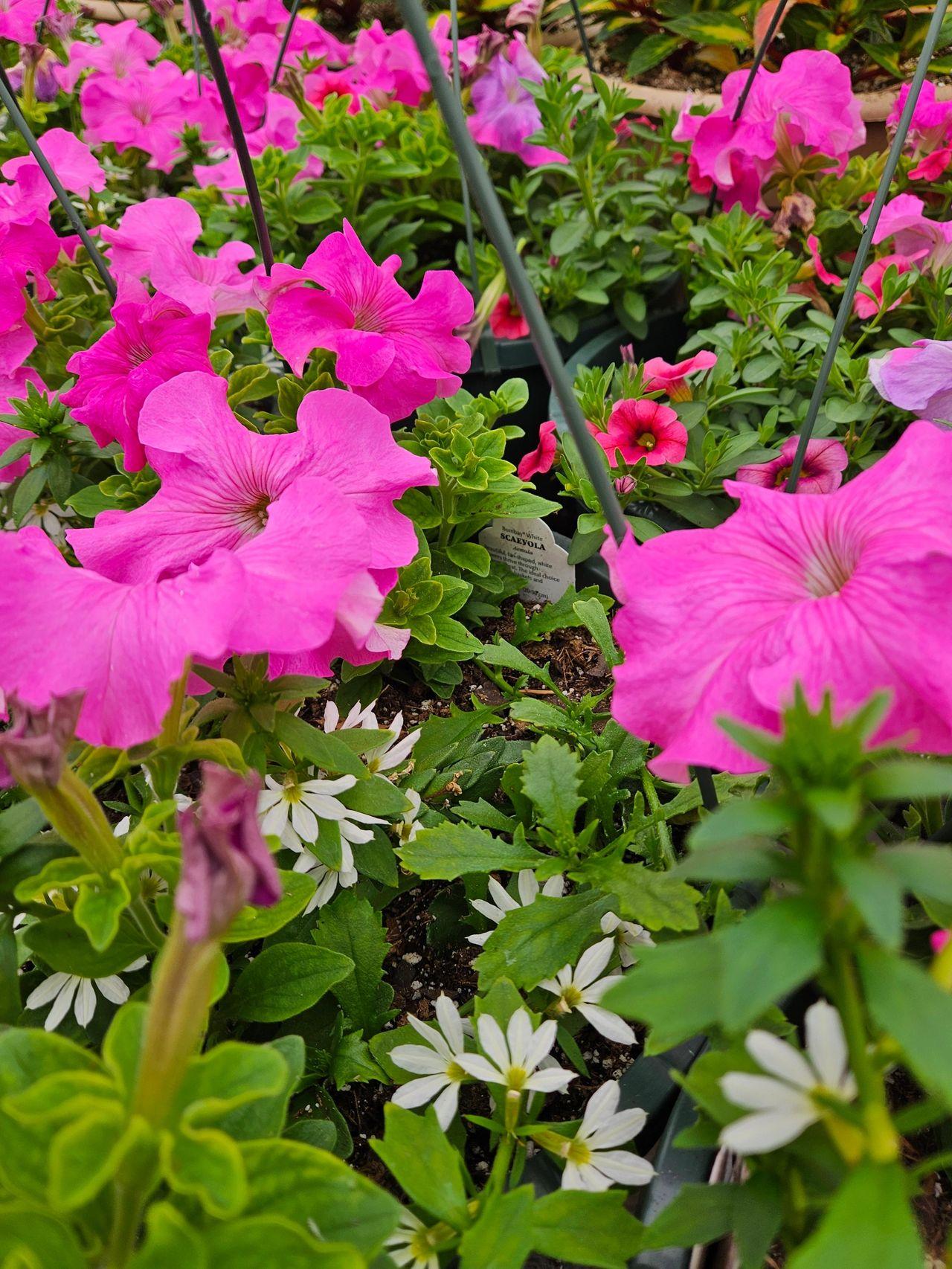 Scaevola, Assorted - View 29 from www redcrocus com