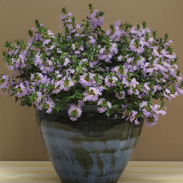 Scaevola, Assorted - View 2 from www redcrocus com