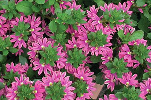 Scaevola, Assorted - View 30 from www redcrocus com
