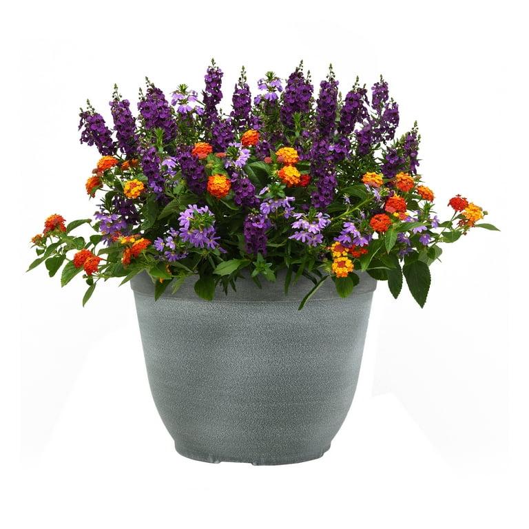 Scaevola, Assorted - View 31 from www redcrocus com