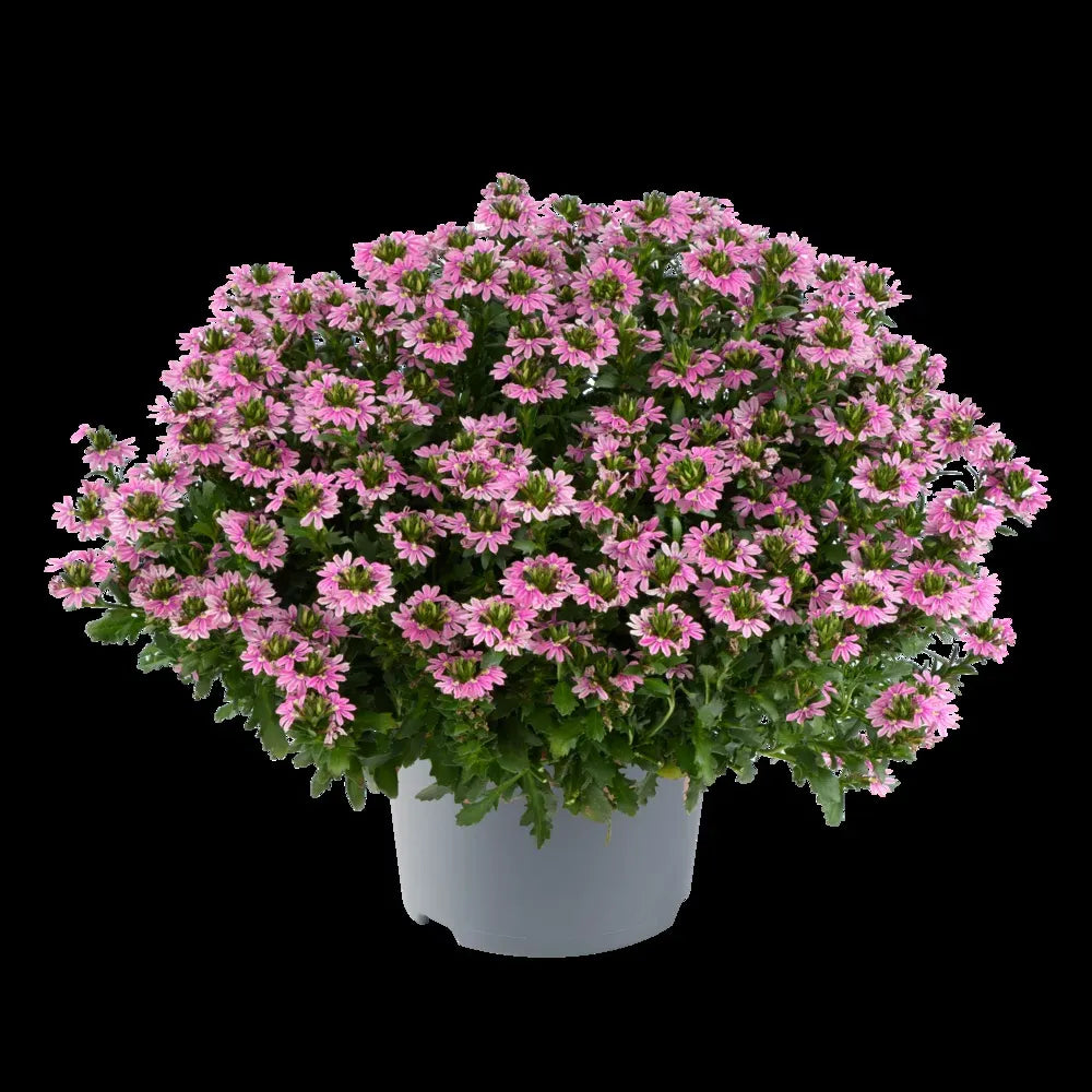 Scaevola, Assorted - View 32 from www redcrocus com