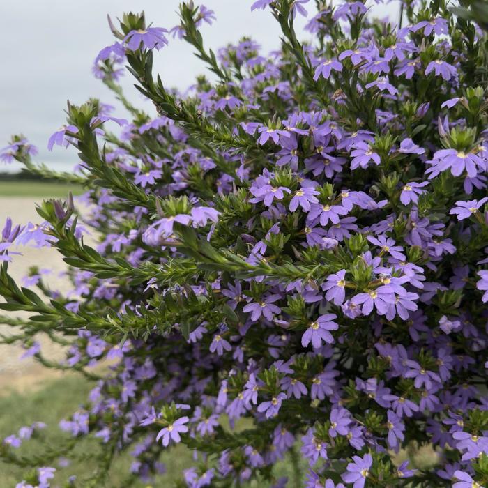 Scaevola, Assorted - View 33 from www redcrocus com
