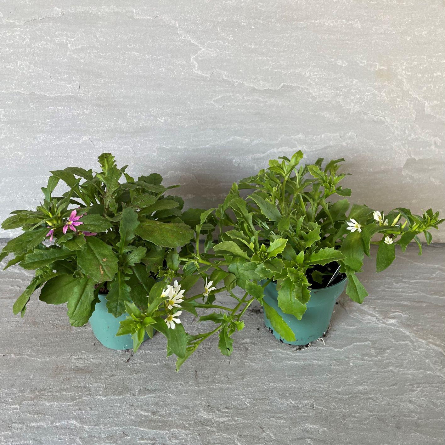 Scaevola, Assorted - View 3 from www redcrocus com