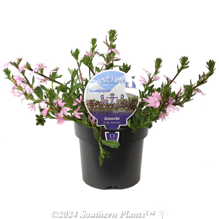 Scaevola, Assorted - View 6 from www redcrocus com