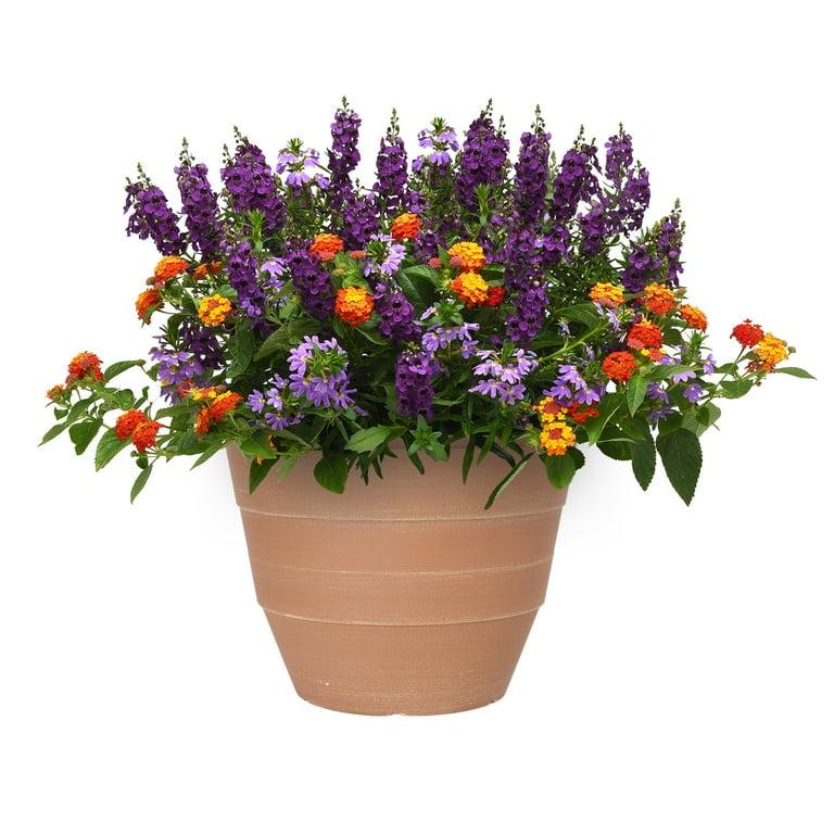 Scaevola, Assorted - View 7 from www redcrocus com