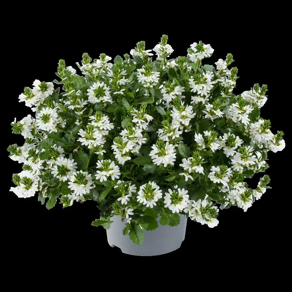 Scaevola, Assorted - View 8 from www redcrocus com