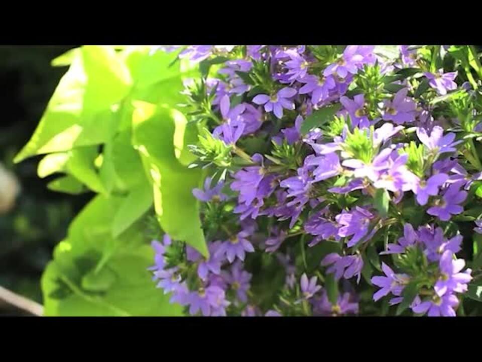 Scaevola, Assorted - View 9 from www redcrocus com