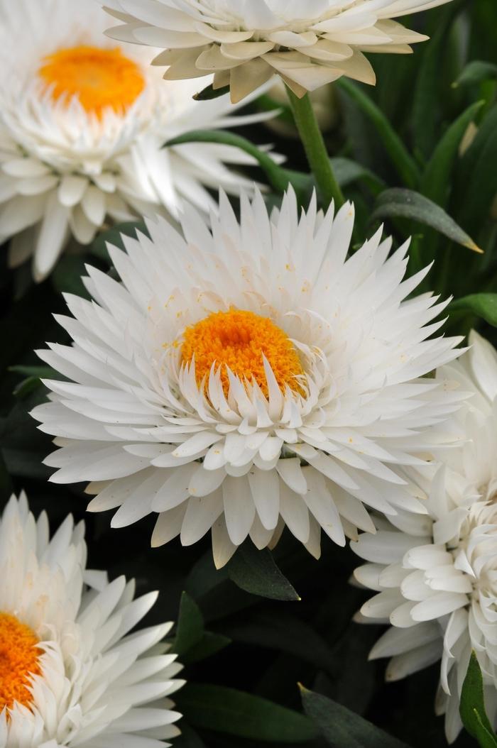 Bracteantha Assorted - View 10 from www redcrocus com