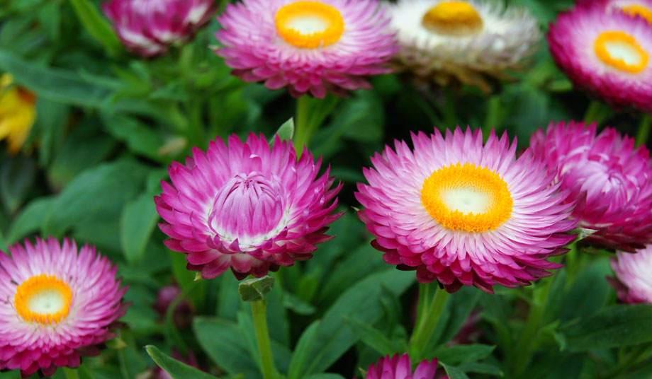 Bracteantha Assorted - View 12 from www redcrocus com