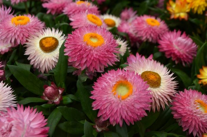 Bracteantha Assorted - View 14 from www redcrocus com