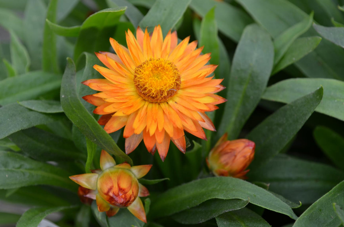 Bracteantha Assorted - View 15 from www redcrocus com