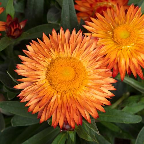 Bracteantha Assorted - View 16 from www redcrocus com