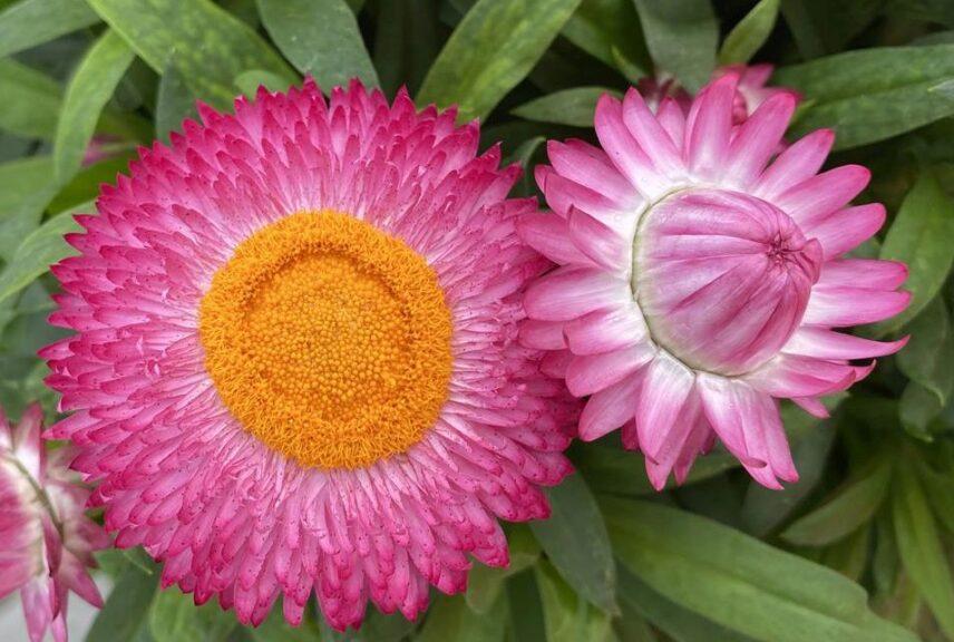 Bracteantha Assorted - View 17 from www redcrocus com