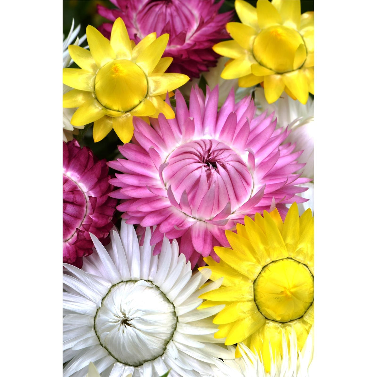 Bracteantha Assorted - View 1 from www redcrocus com
