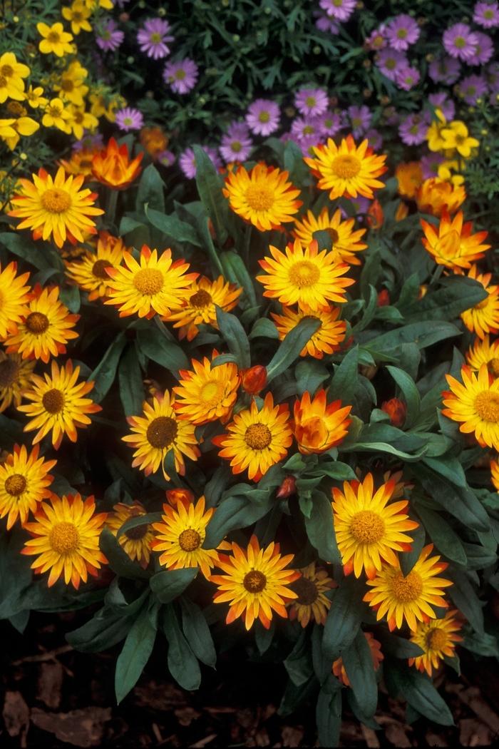 Bracteantha Assorted - View 2 from www redcrocus com
