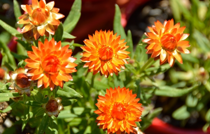 Bracteantha Assorted - View 3 from www redcrocus com