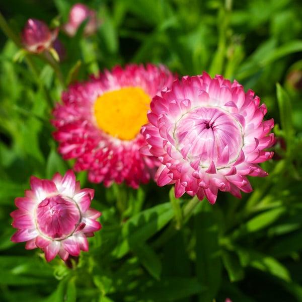 Bracteantha Assorted - View 5 from www redcrocus com