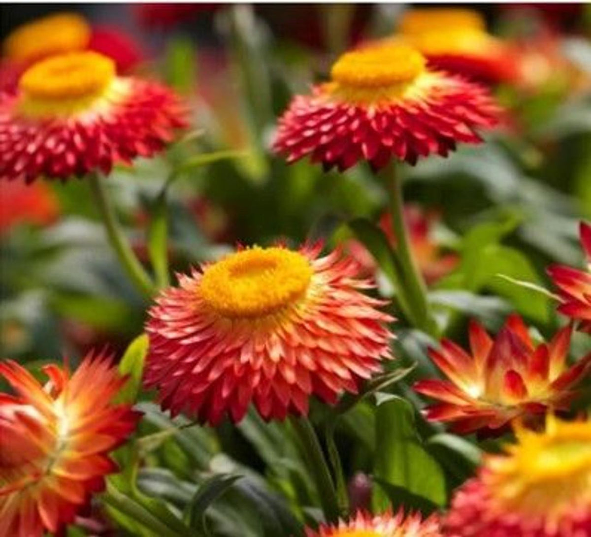 Bracteantha Assorted - View 7 from www redcrocus com