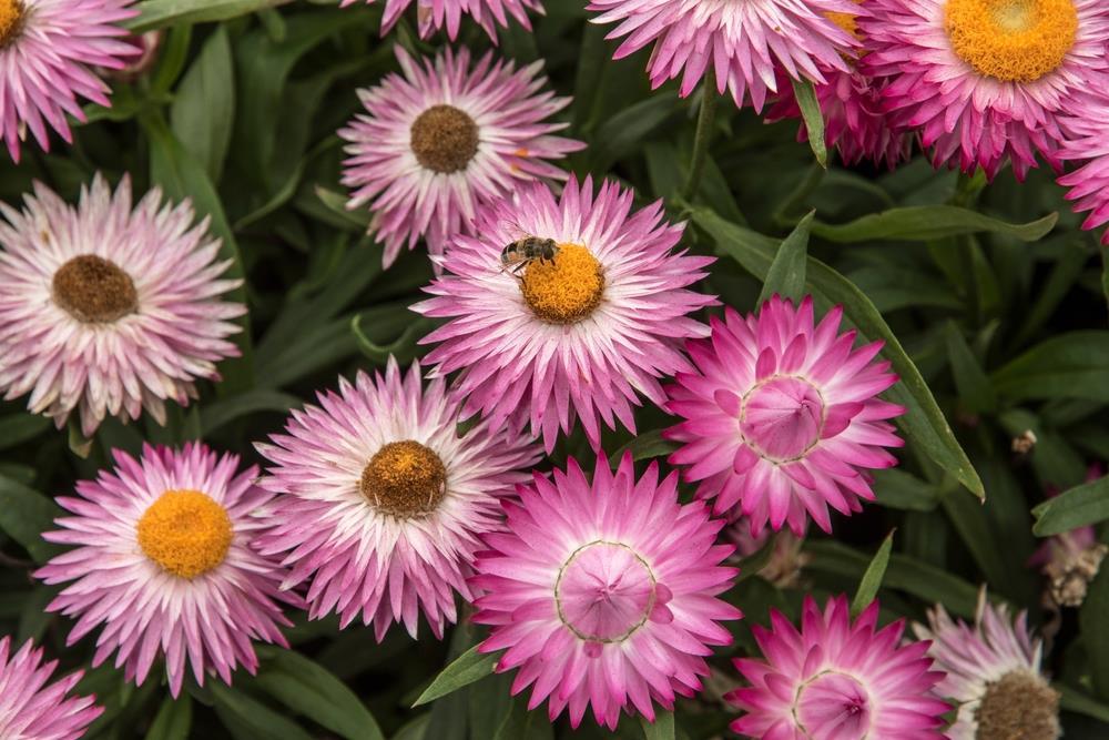 Bracteantha Assorted - View 8 from www redcrocus com