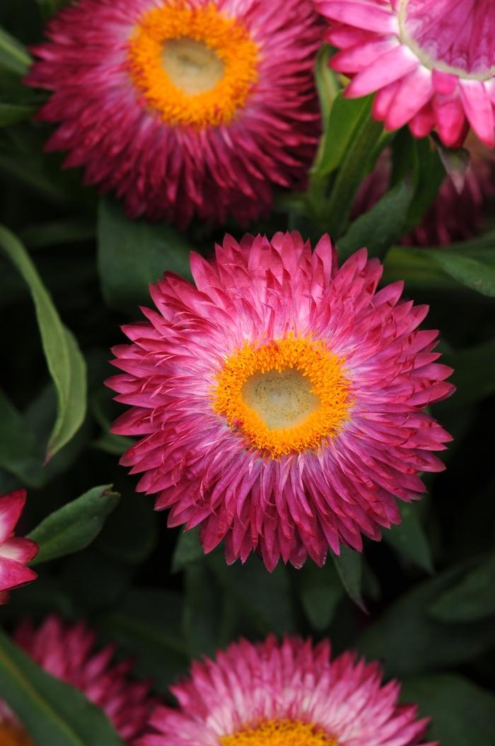 Bracteantha Assorted - View 9 from www redcrocus com