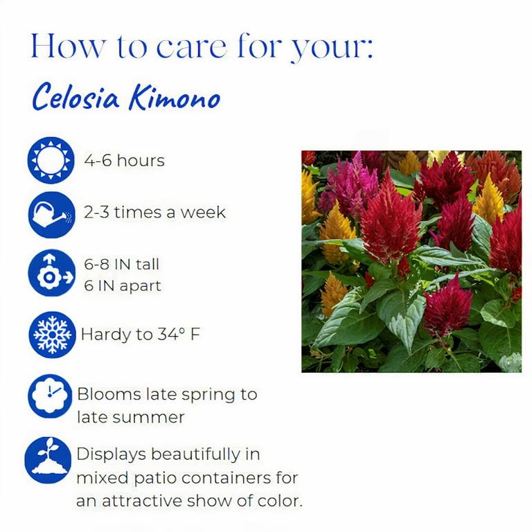 Celosia, Assorted - View 10 from www redcrocus com