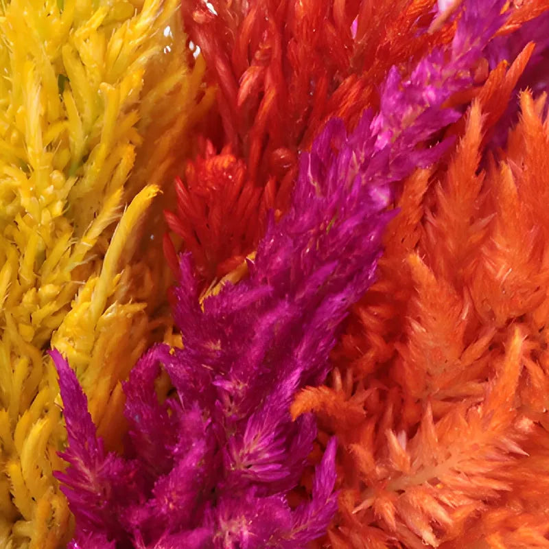 Celosia, Assorted - View 12 from www redcrocus com