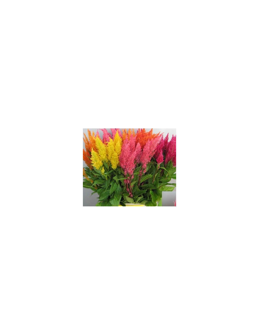 Celosia, Assorted - View 13 from www redcrocus com