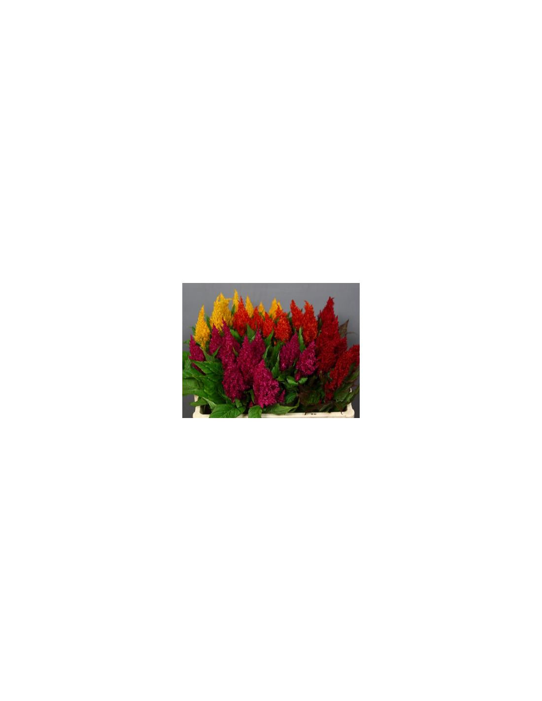 Celosia, Assorted - View 15 from www redcrocus com