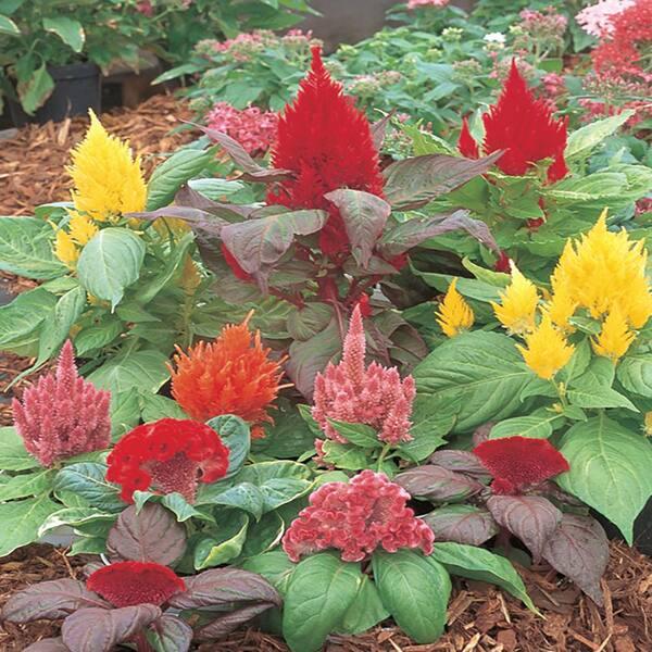 Celosia, Assorted - View 16 from www redcrocus com