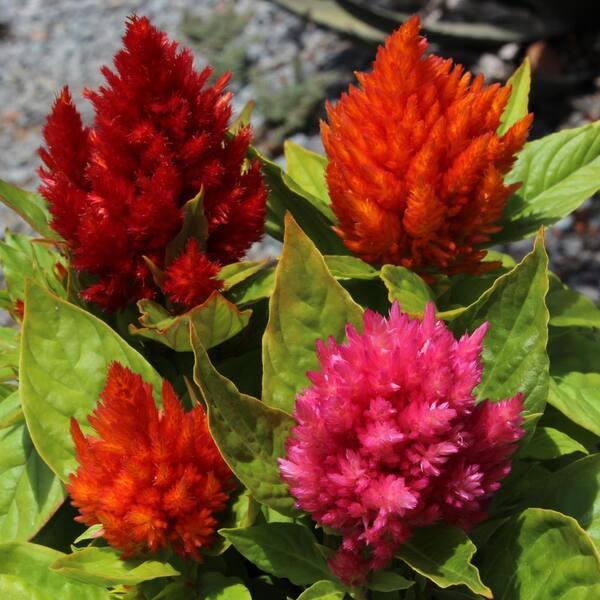 Celosia, Assorted - View 17 from www redcrocus com