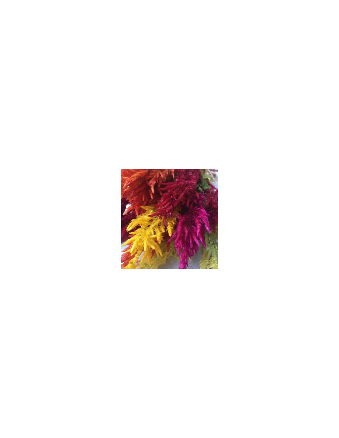 Celosia, Assorted - View 18 from www redcrocus com