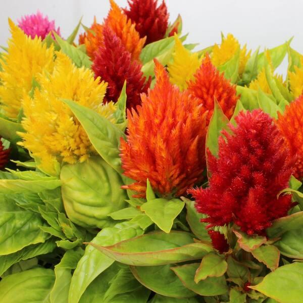 Celosia, Assorted - View 19 from www redcrocus com