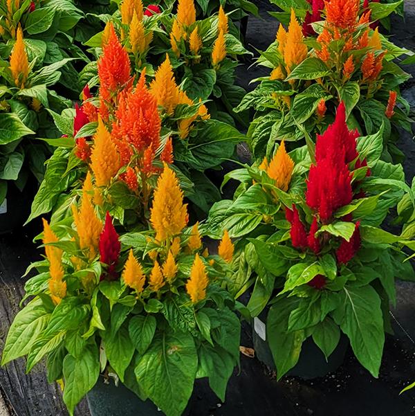 Celosia, Assorted - View 1 from www redcrocus com