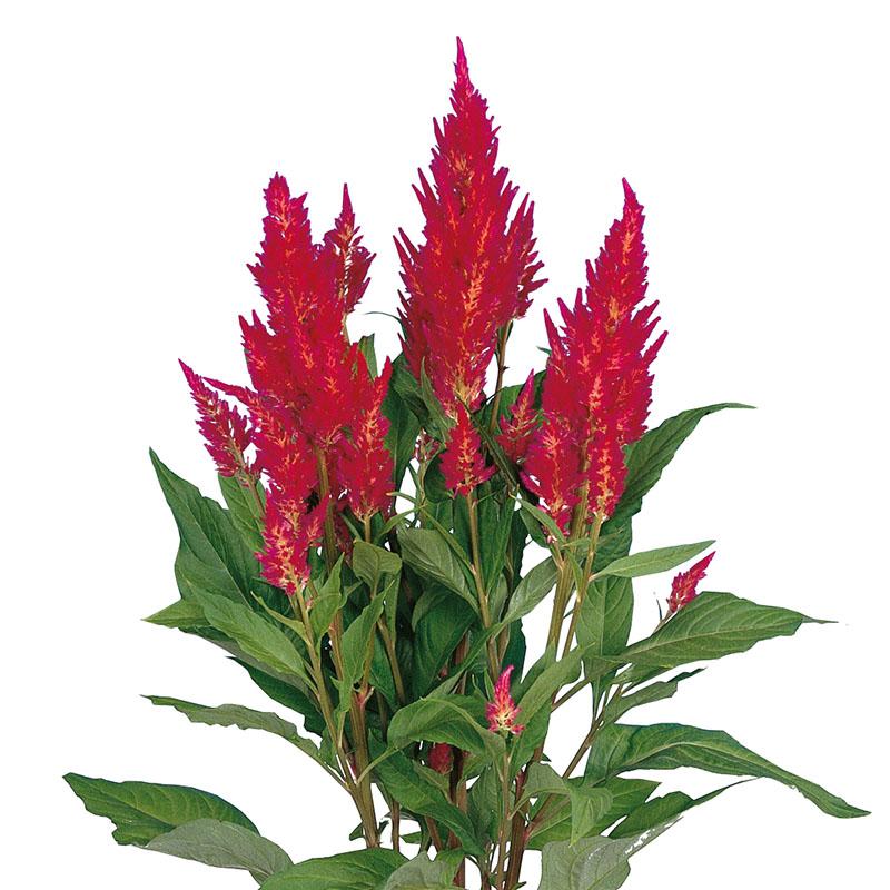 Celosia, Assorted - View 20 from www redcrocus com