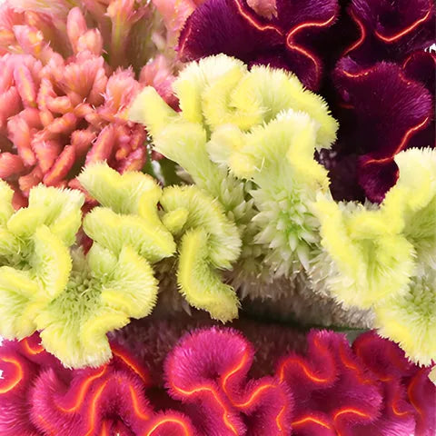 Celosia, Assorted - View 21 from www redcrocus com