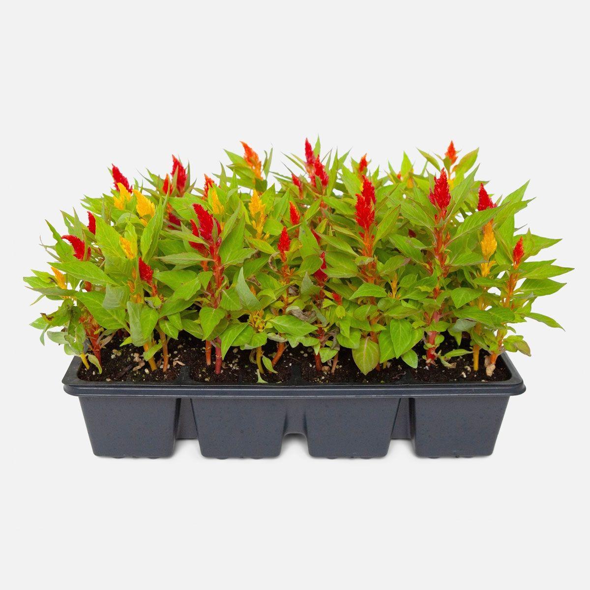 Celosia, Assorted - View 22 from www redcrocus com