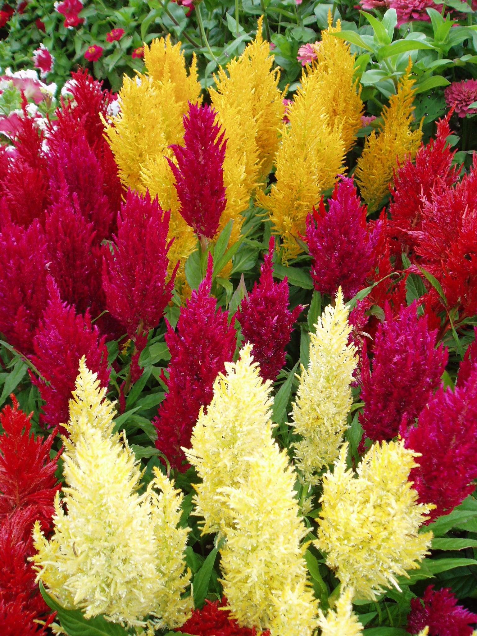 Celosia, Assorted - View 24 from www redcrocus com