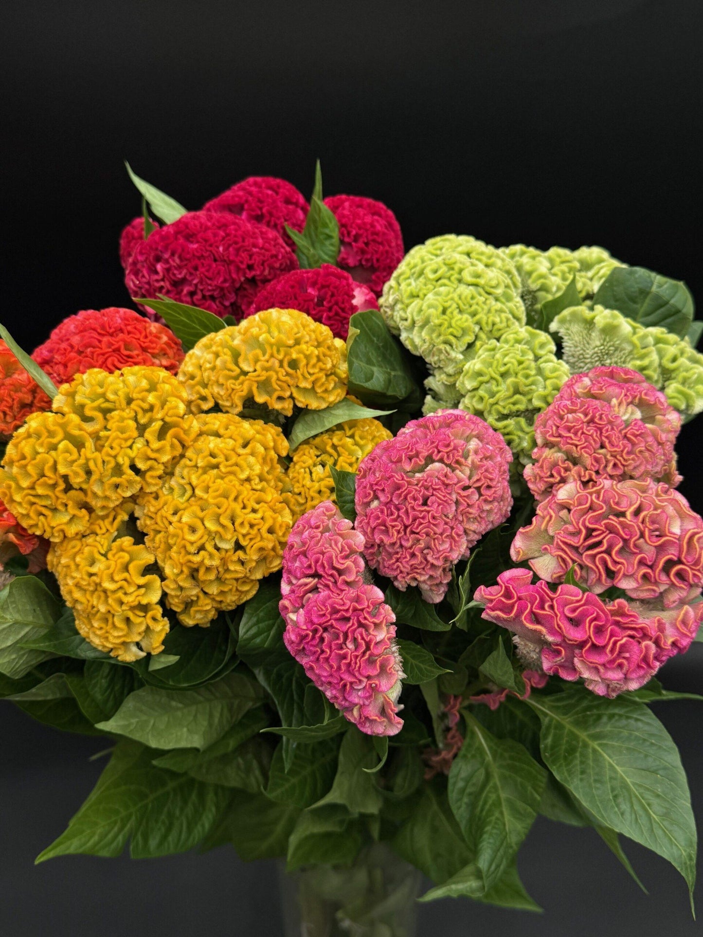 Celosia, Assorted - View 25 from www redcrocus com