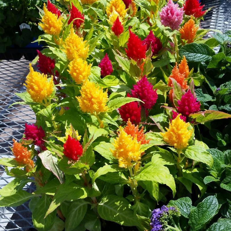 Celosia, Assorted - View 26 from www redcrocus com