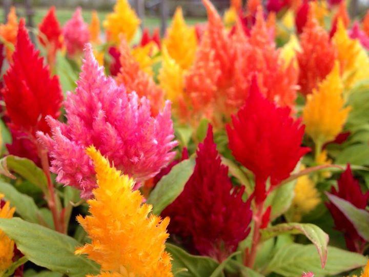Celosia, Assorted - View 27 from www redcrocus com