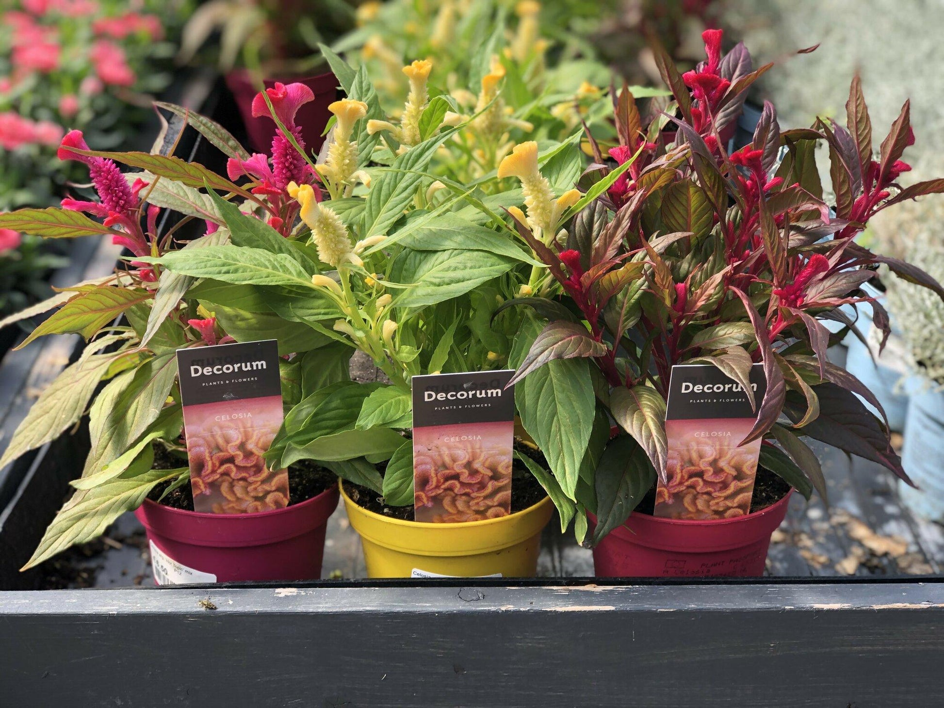 Celosia, Assorted - View 29 from www redcrocus com