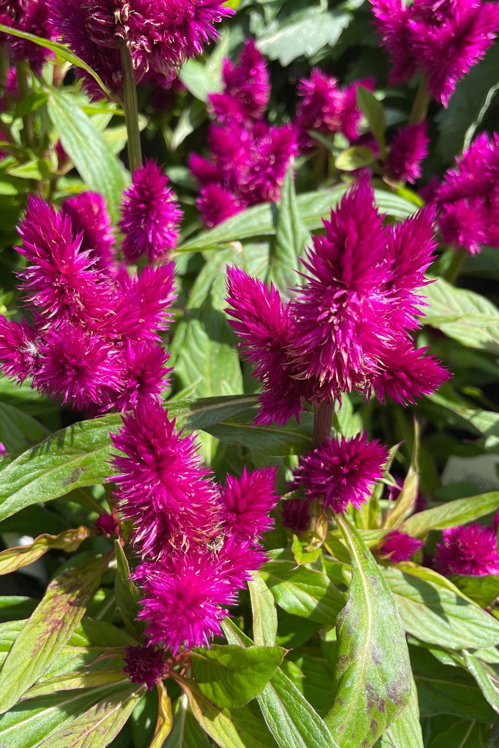 Celosia, Assorted - View 2 from www redcrocus com