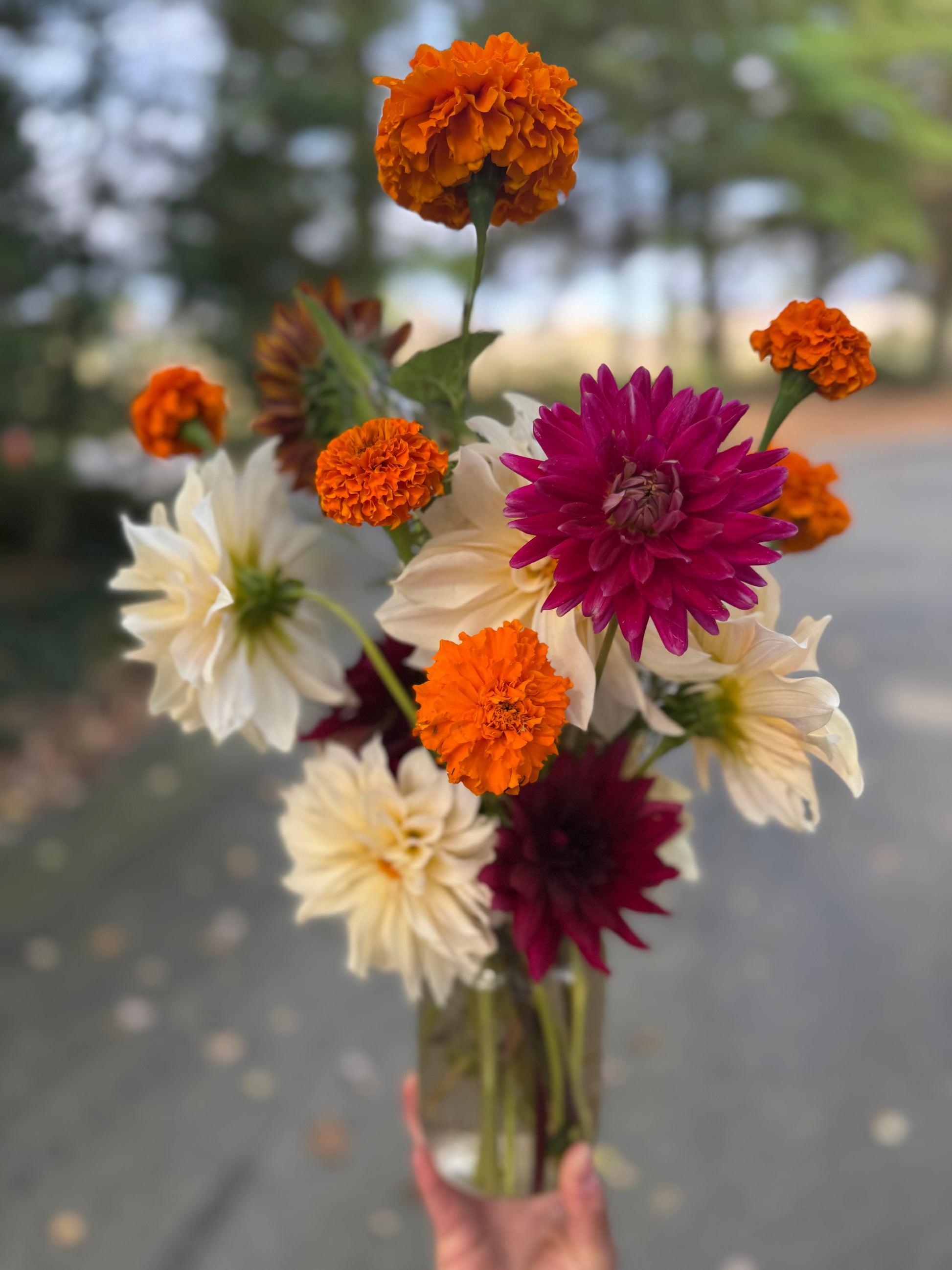 Celosia, Assorted - View 30 from www redcrocus com