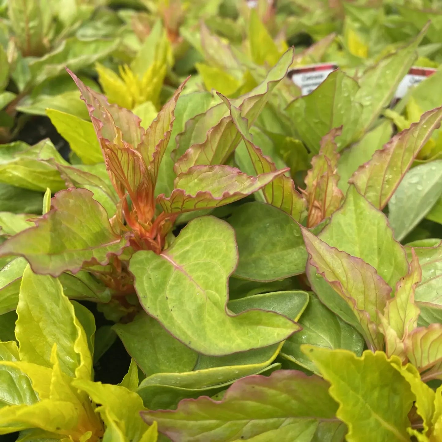 Celosia, Assorted - View 31 from www redcrocus com